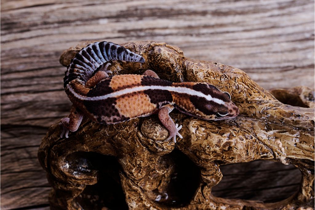 fat tailed gecko above a skull on a wood background